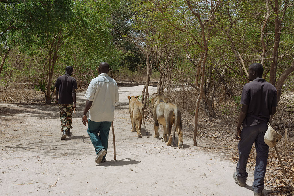 Caminando con leones en la Reserva de Vida Salvaje de Fathala, senegal
