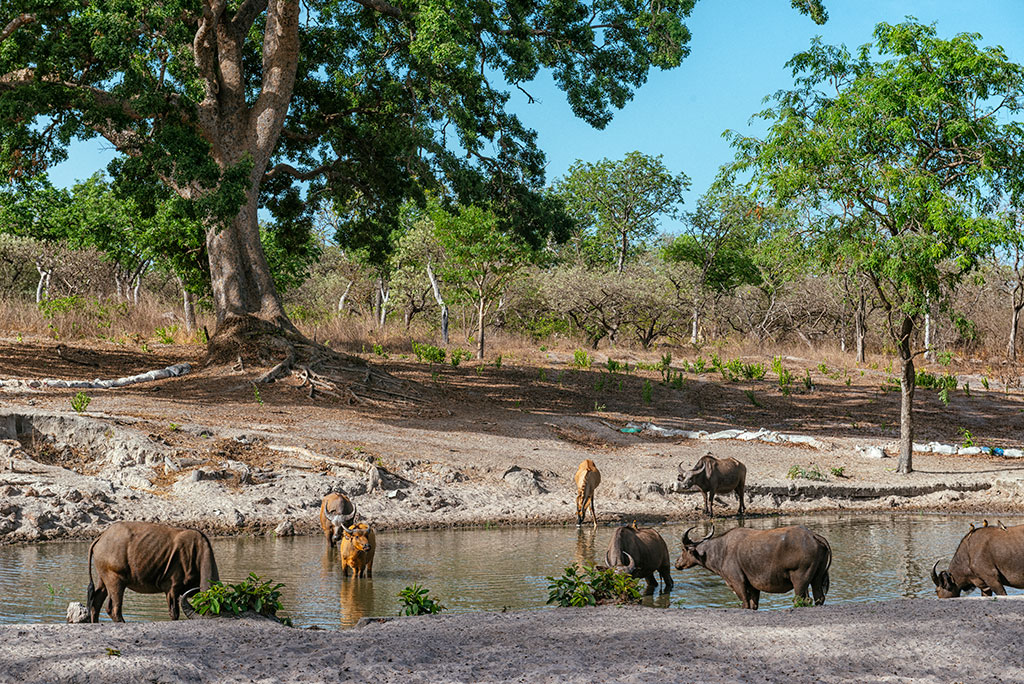 Charca en la que beben los antípoles en la reserva de vida salvaje de Fathala