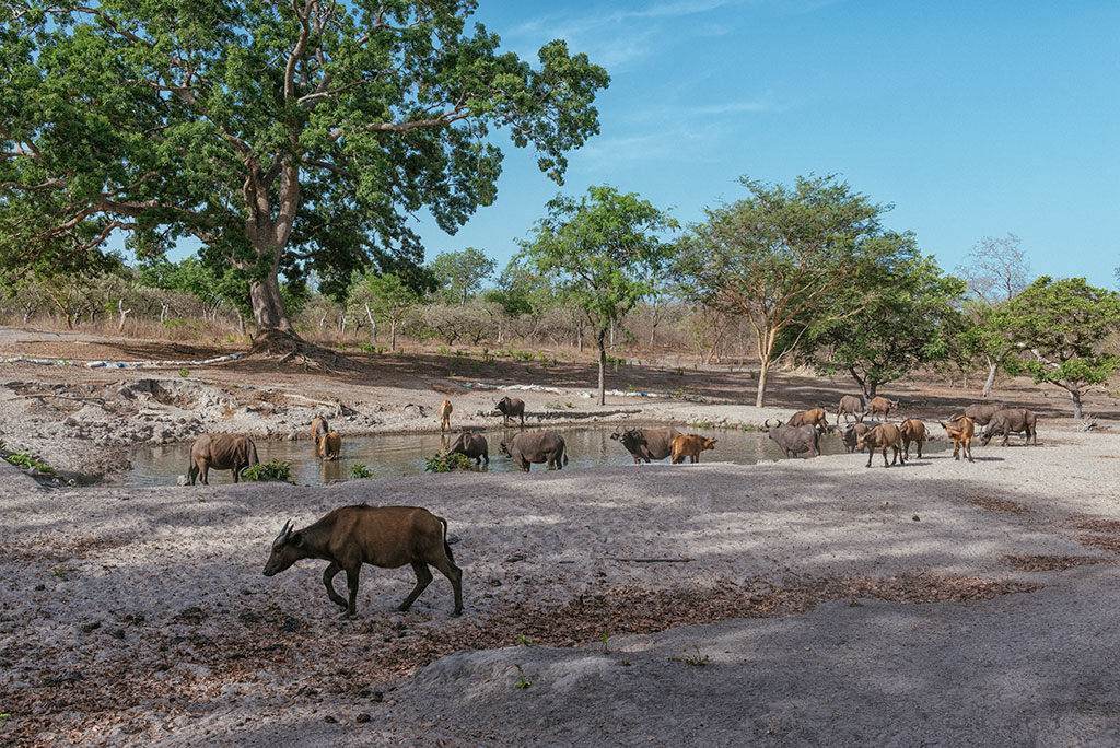 Charca con antílopes en la reserva de vida salvaje de Fathala