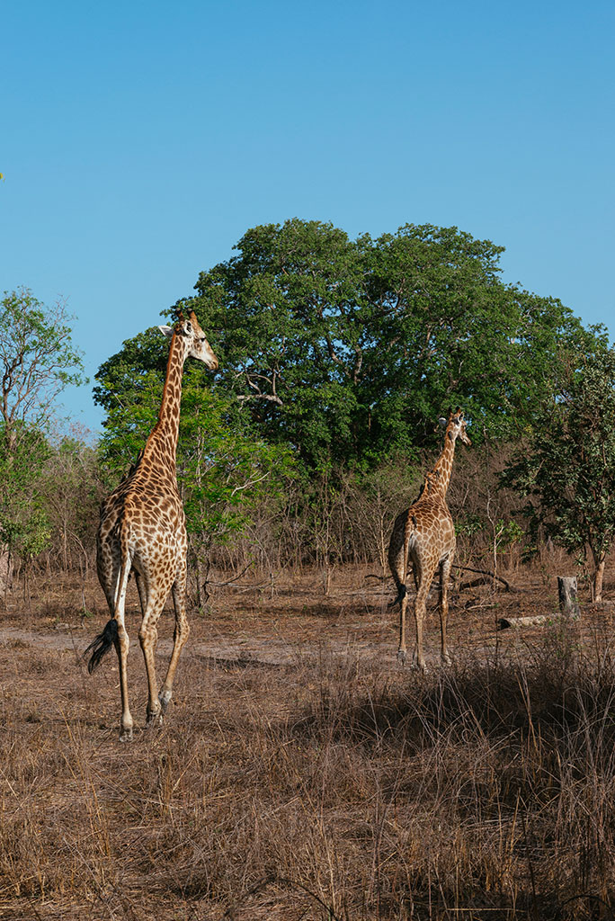 Pareja de jirafas en la reserva de vida salvaje de Fathala