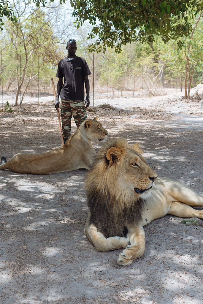 Leones en reserva de vida salvaje de Fathala