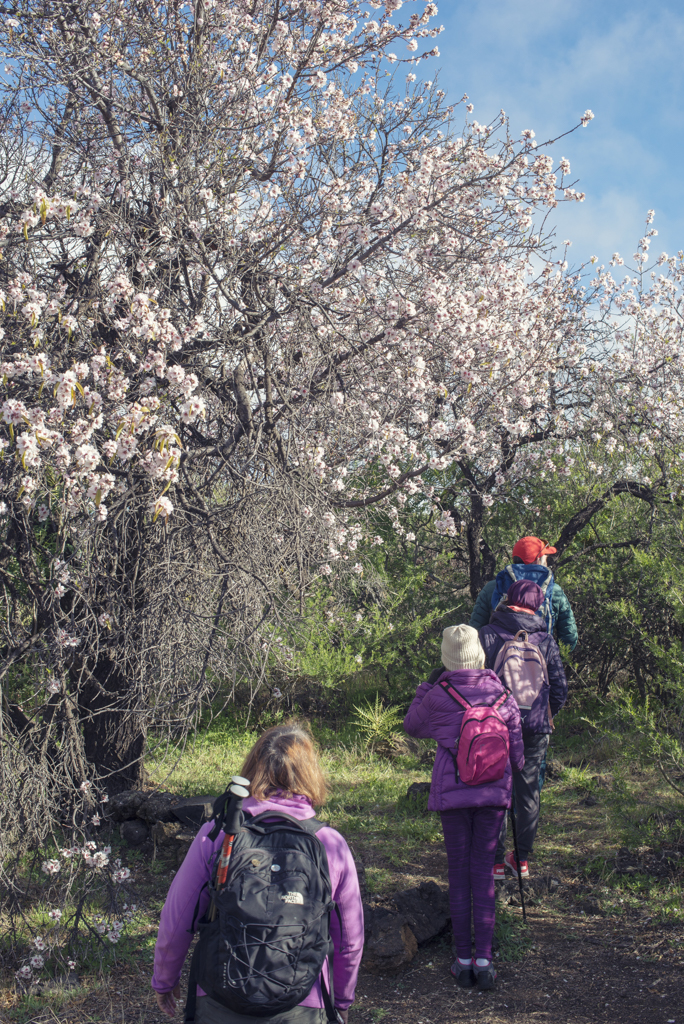 almendros en flor