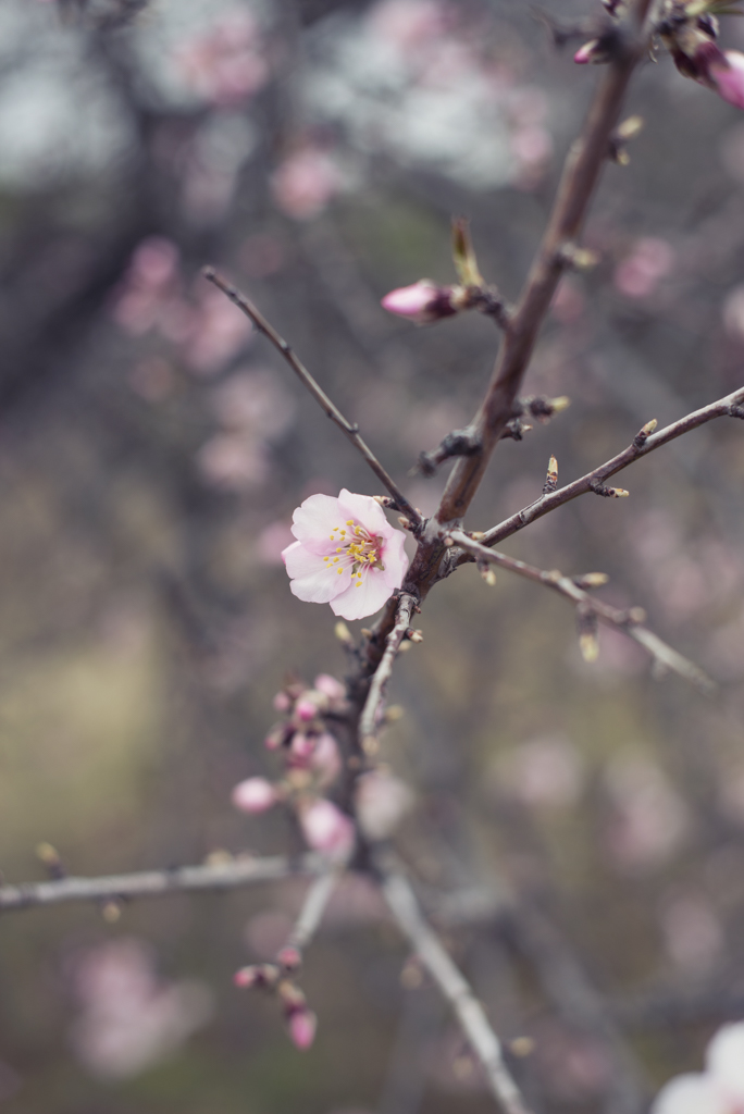 Detalle de flor almendros en flor