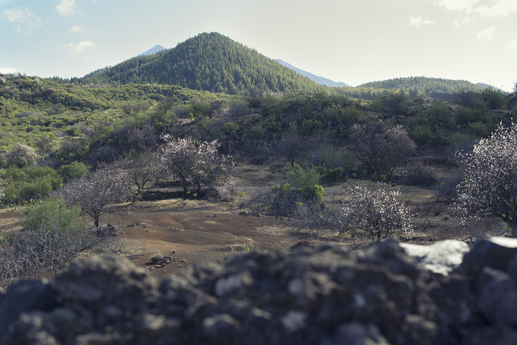 Almendros en flor con Teide