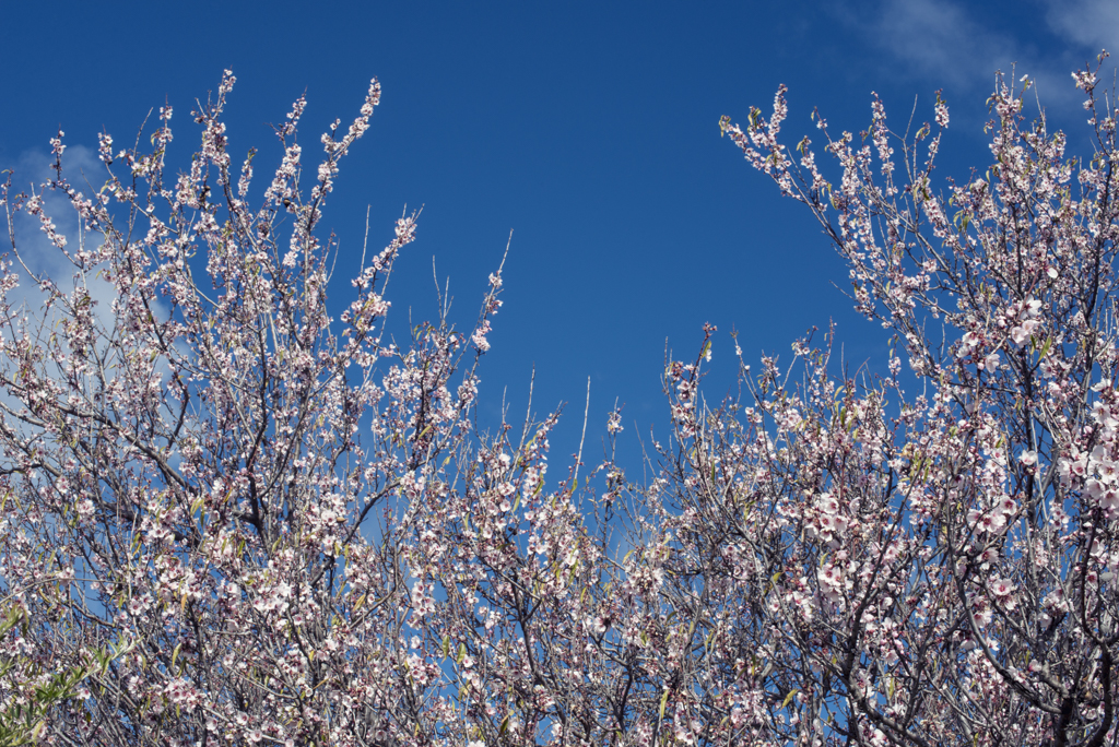 Almendros en flor en el Valle de Arriba