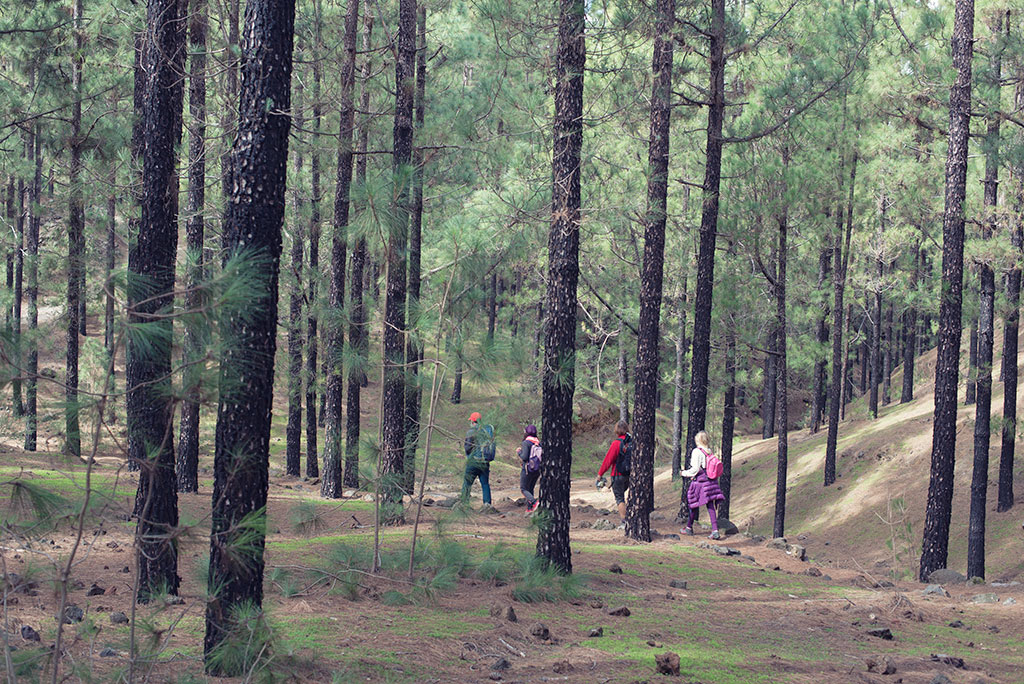 Bosque ruta los almendros