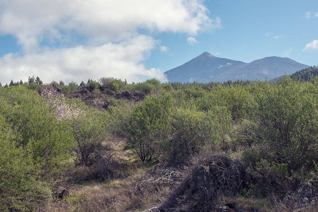 Teide desde ruta almendras en flor