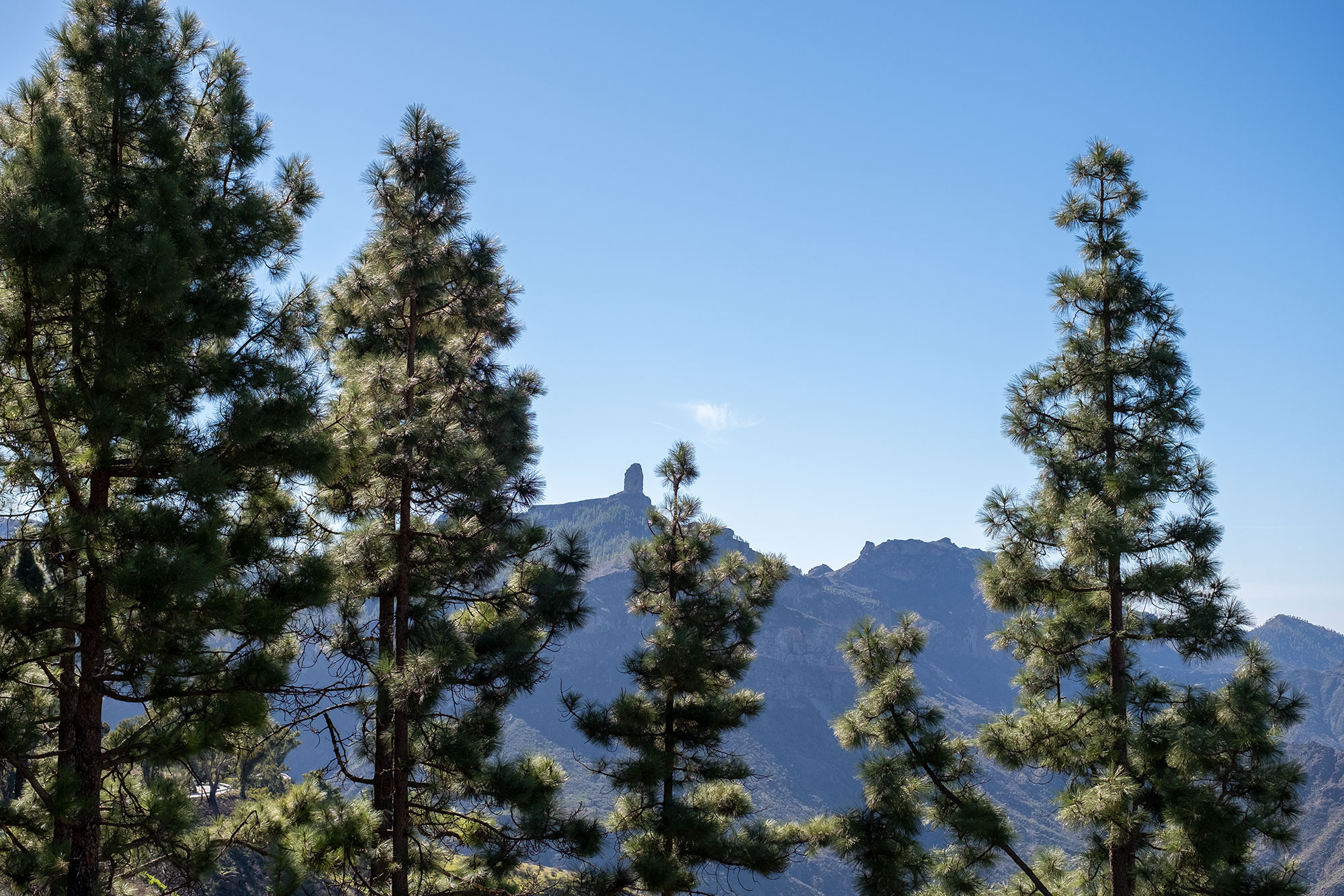 Cumbre de Gran Canaria con pinos