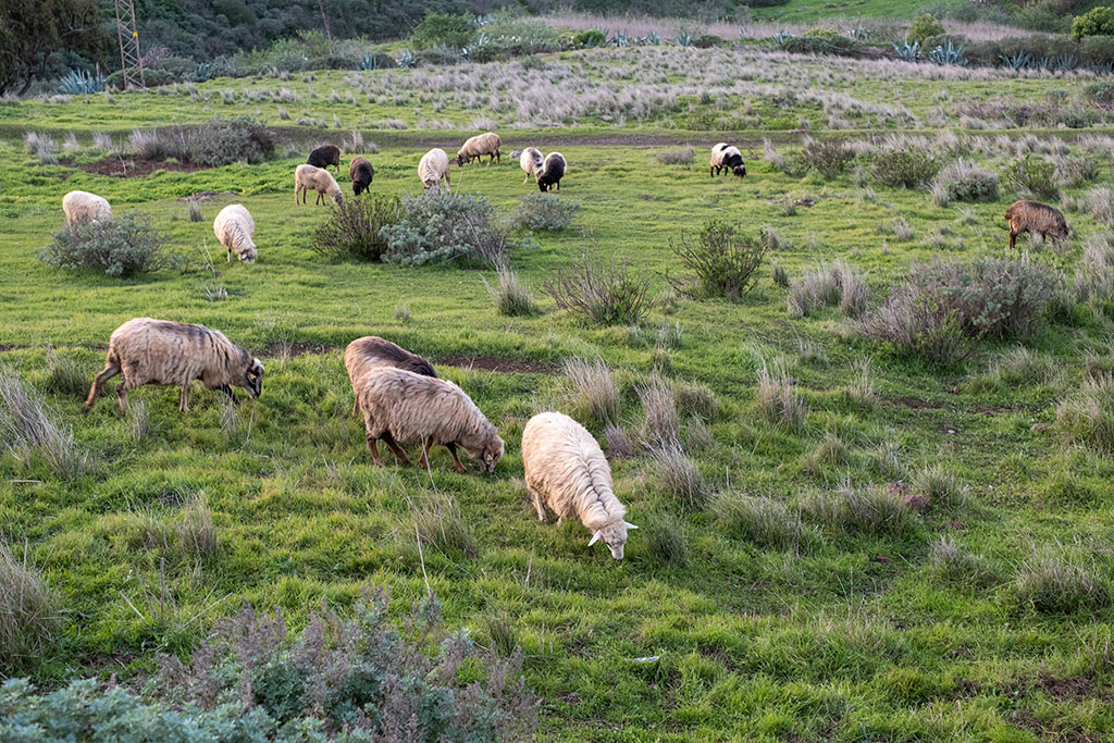 Ovejas pastando en la cumbre de Gran Canaria