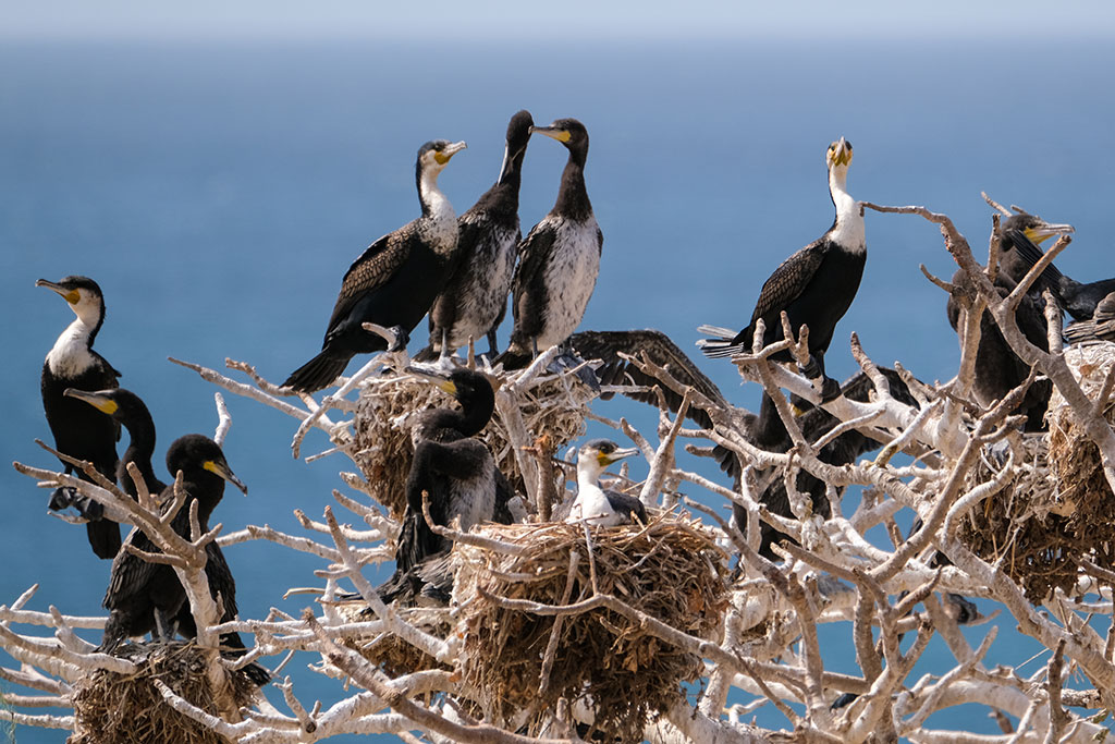 Cormoranes en Islas de La Madelaine, Senegal 10 lugares imprescindibles