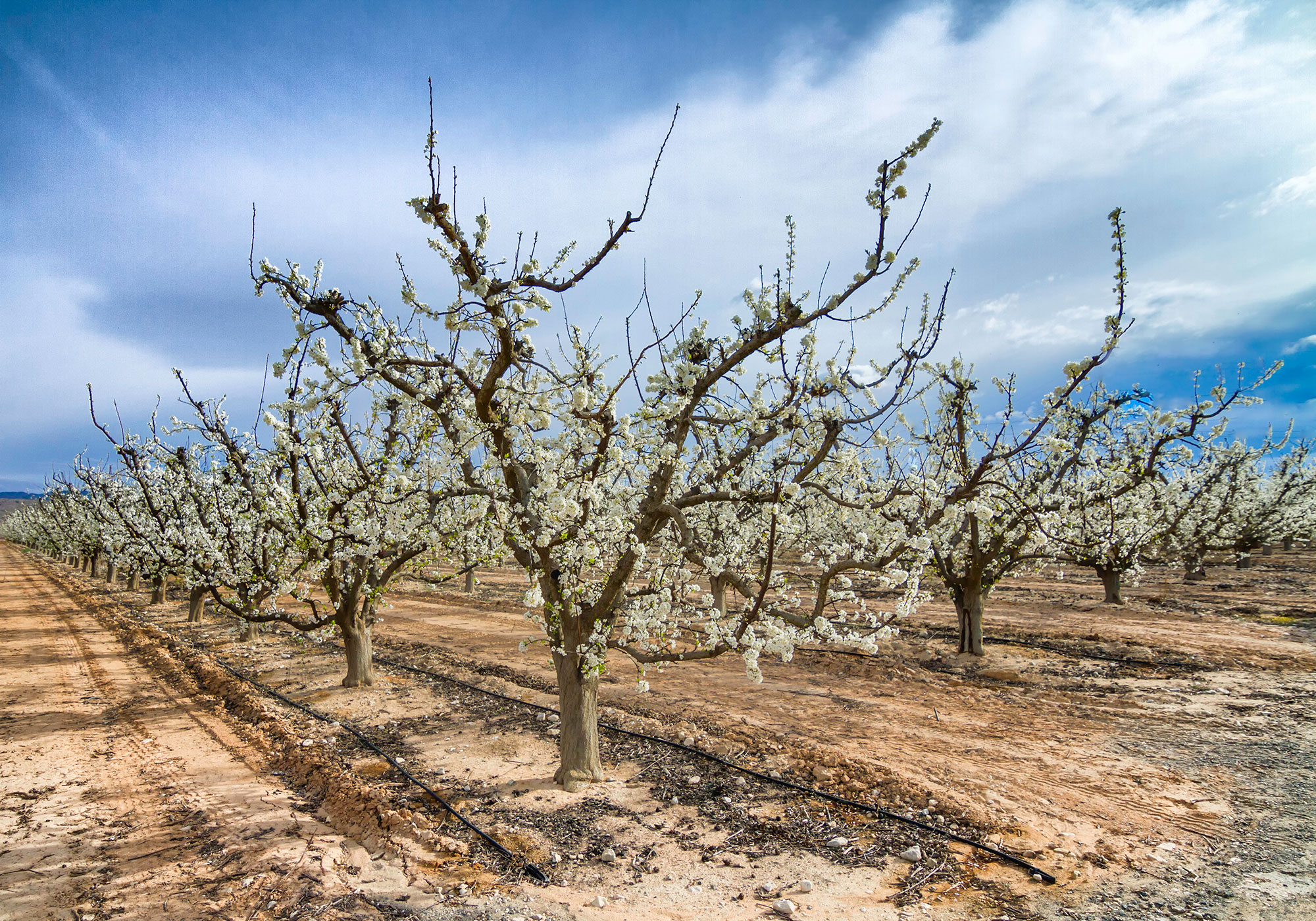 Floración de Cieza 