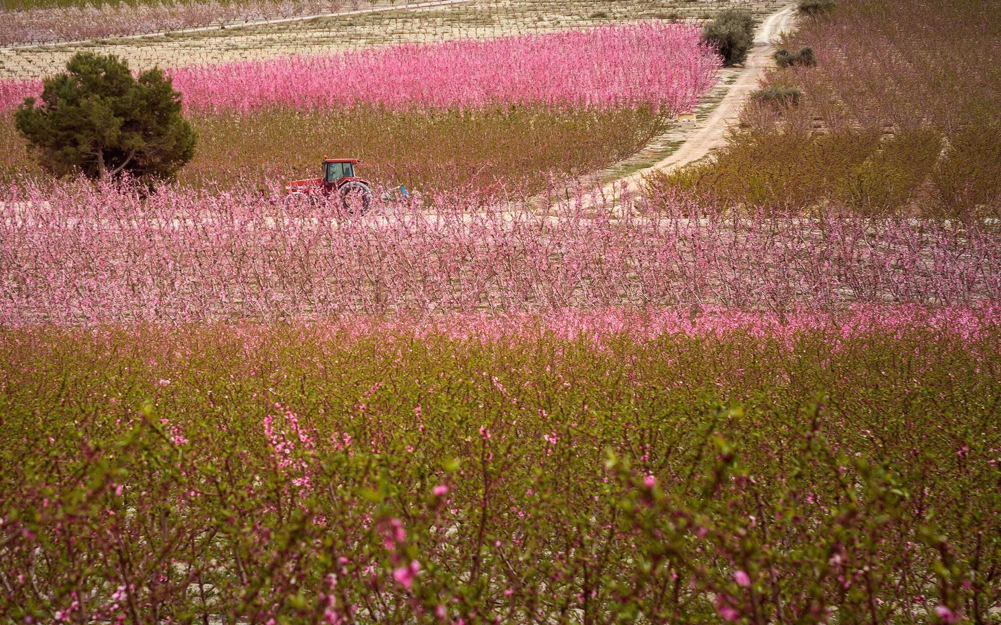 Floración en Cieza Belén campillo