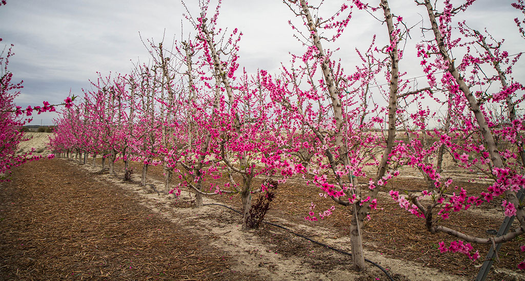 Floración de Cieza