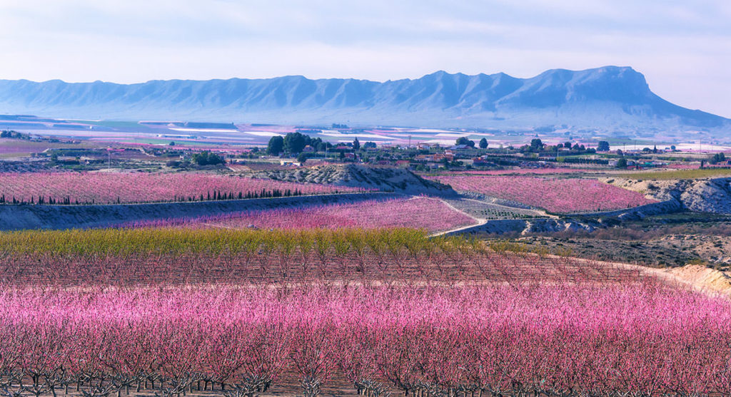 Floración en Cieza Murcia