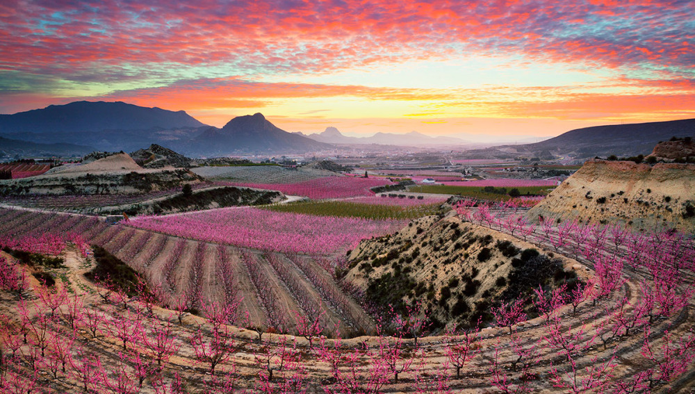 Floración de Cieza Murcia