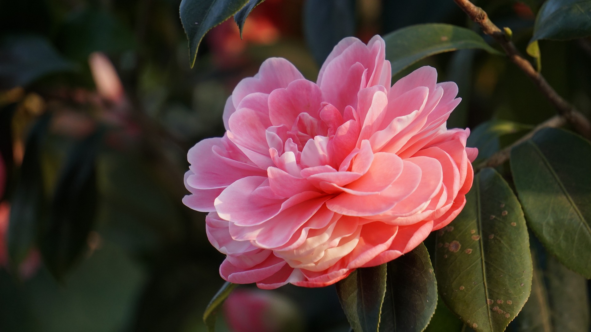 Camelia