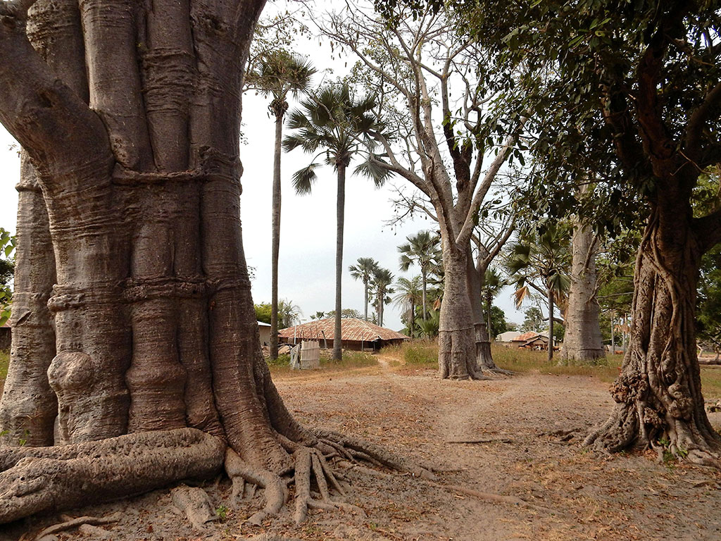 Casamance baobas