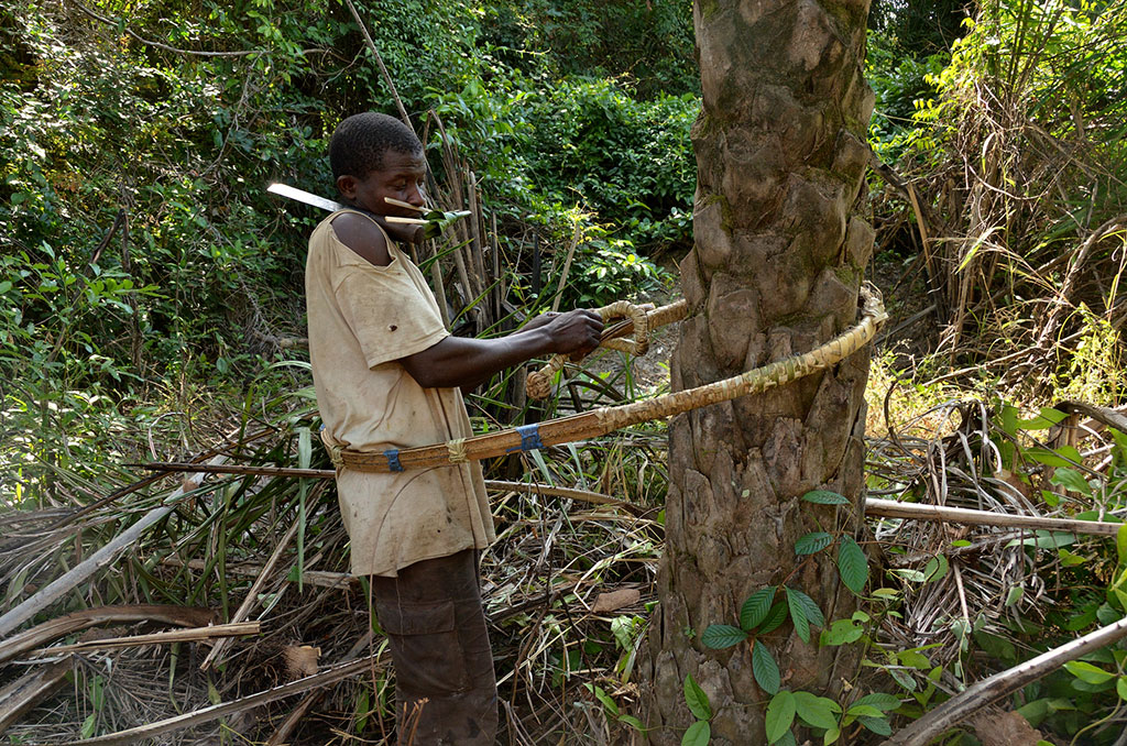 Casamance hombre subiendo a un arbol