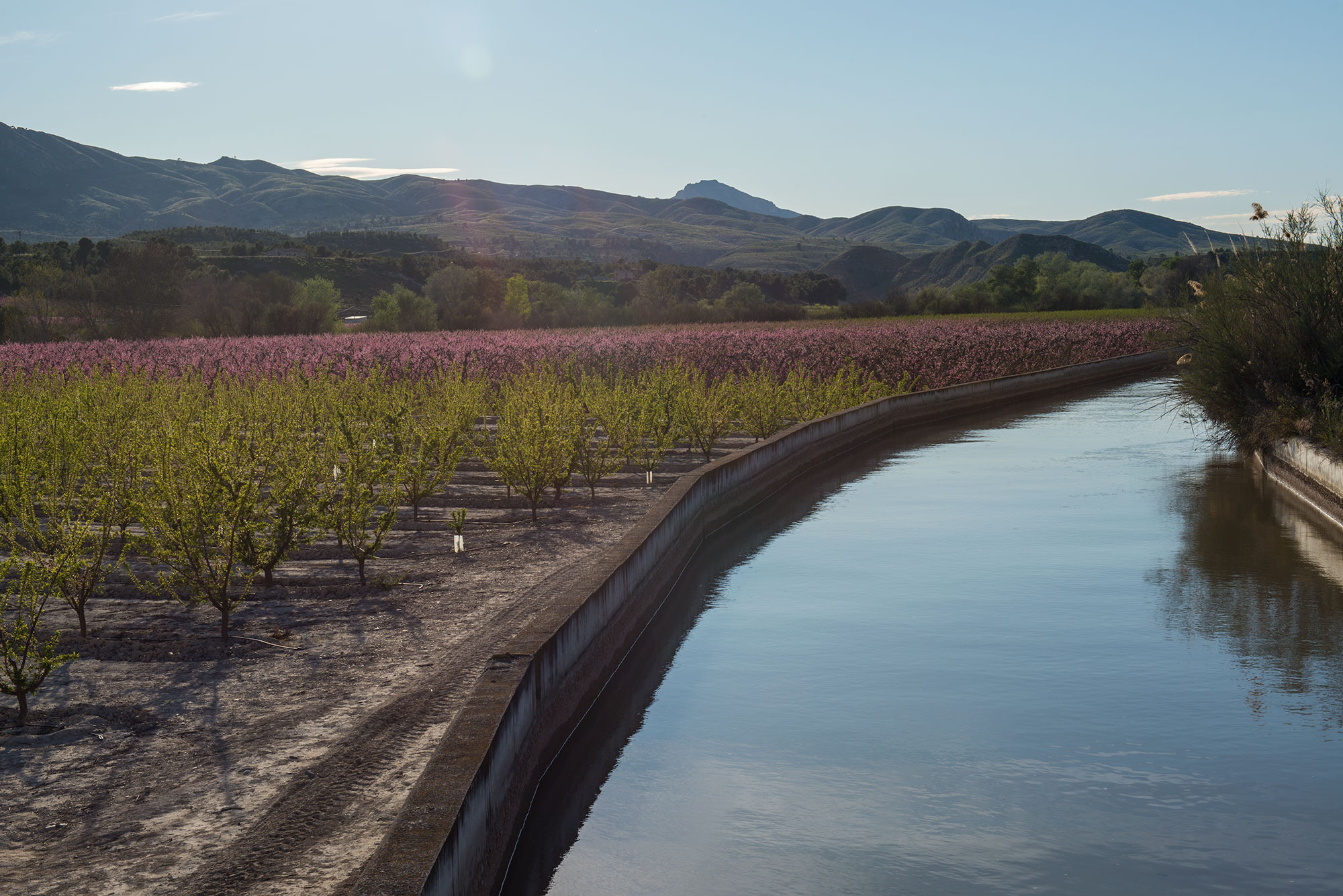 Floración de cieza con acequia