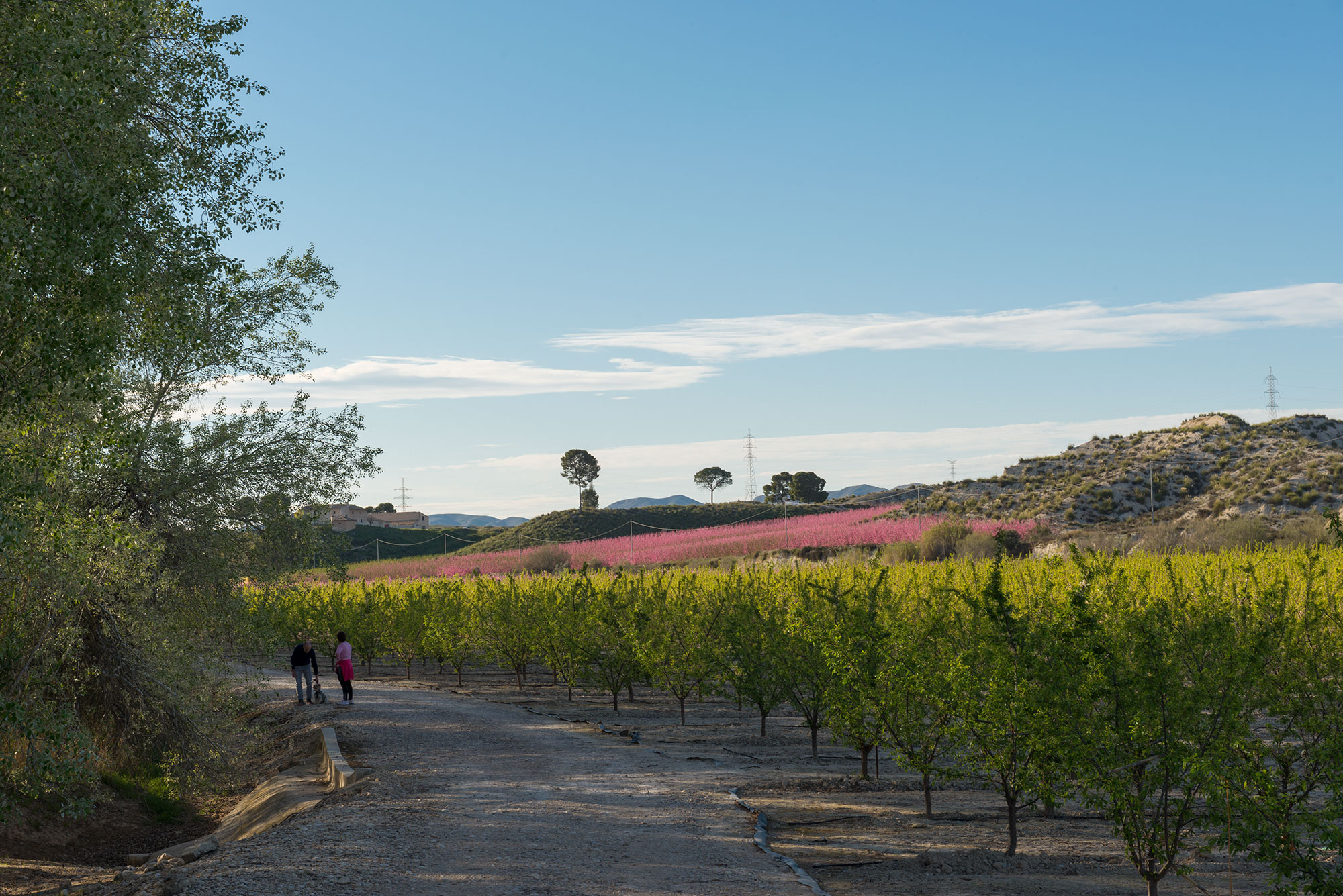 Campos de Cieza durante la floración