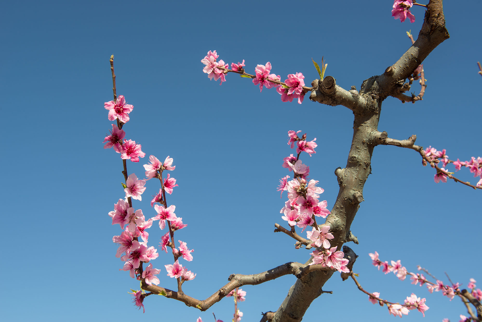 Cieza en flor