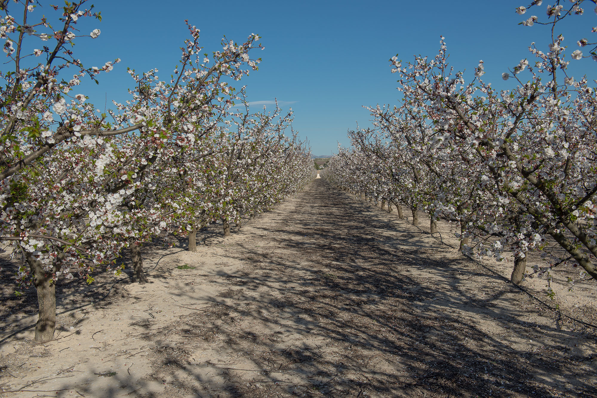 Campos de Cieza durante la floración