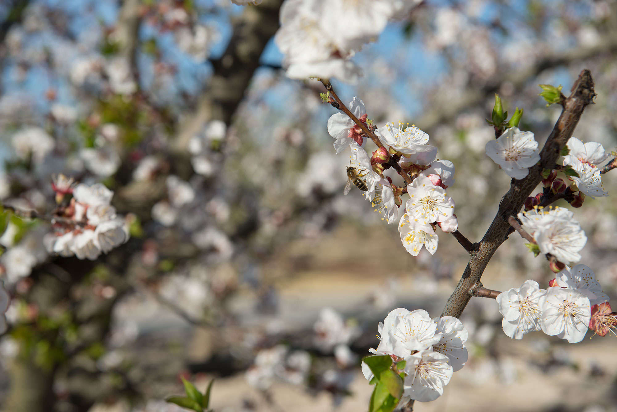 abejas en Cieza en flor