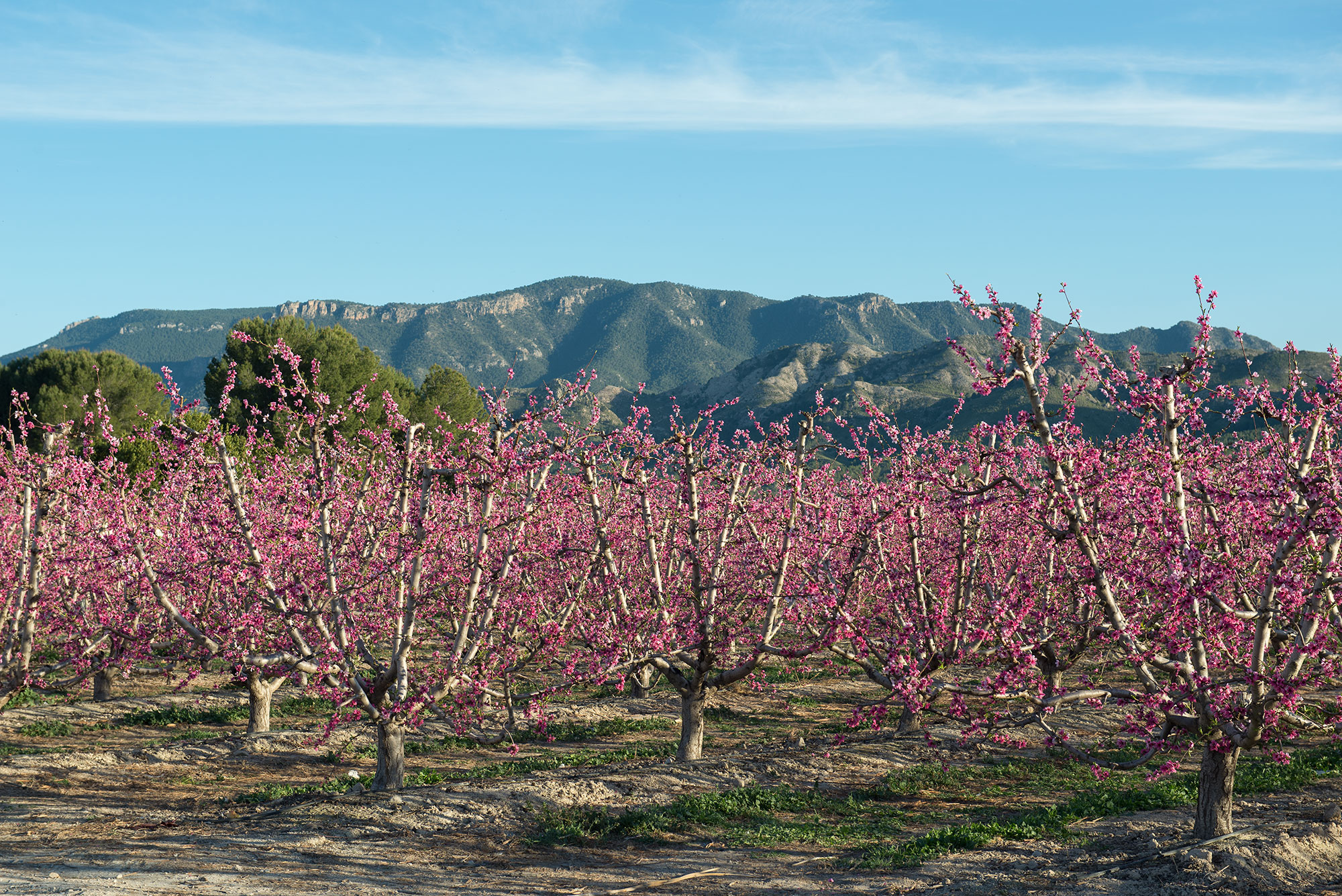 Campos de Cieza en floración