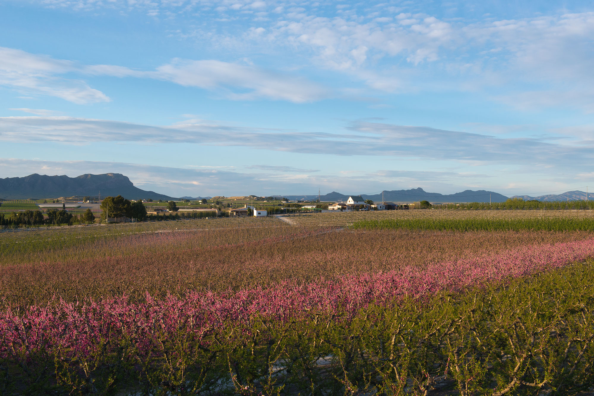 Campos en flor