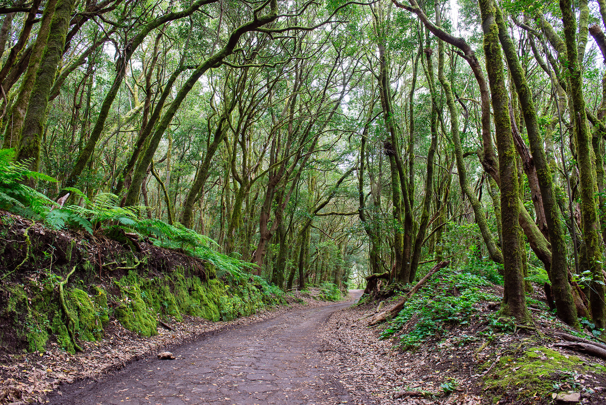 Bosque de laurisilva