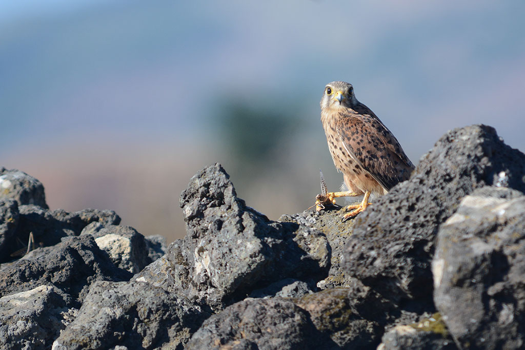 Falco Tinnunculus El Hierro