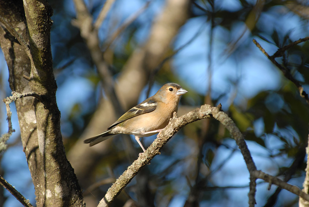 Fringilla Garajonay