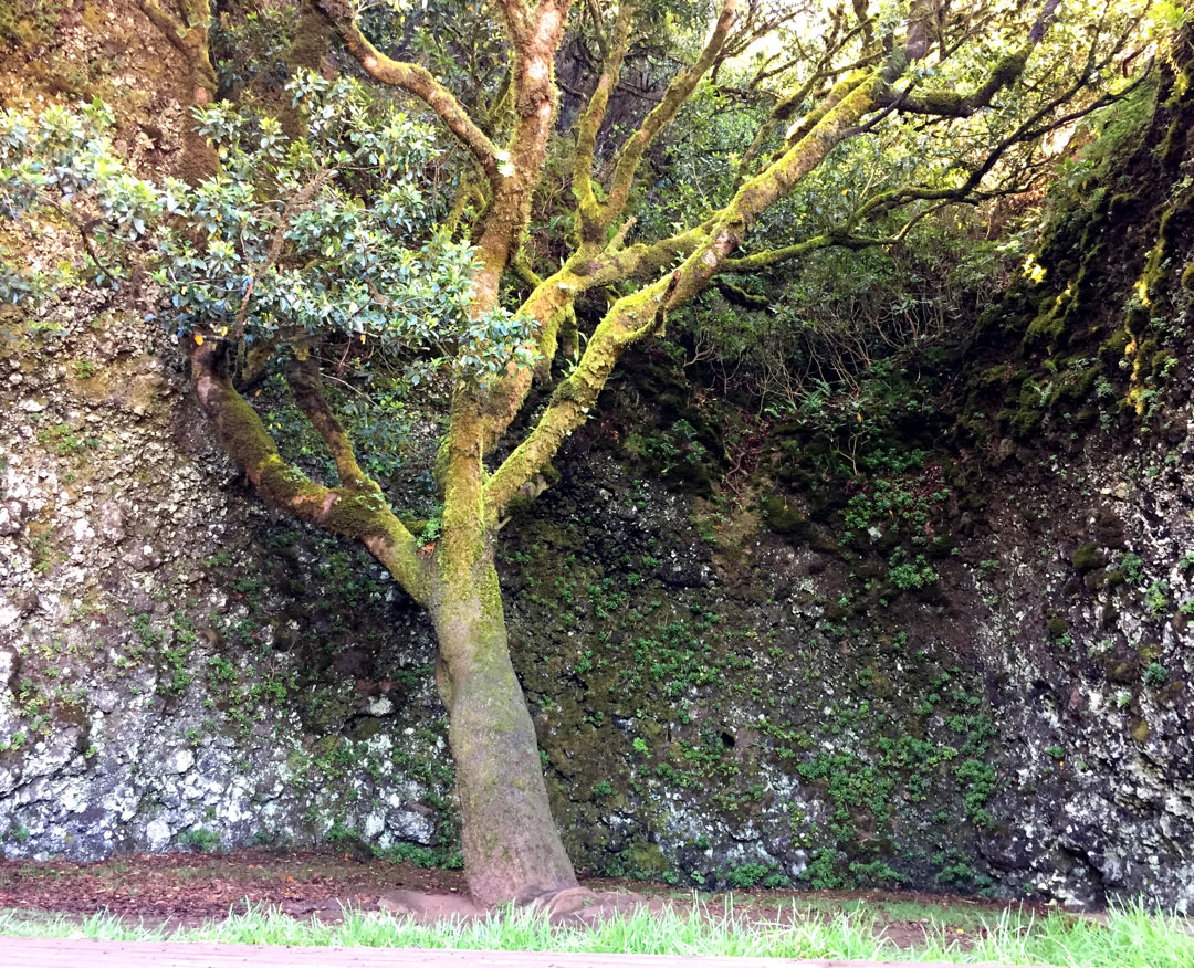 árbol Garoe El Hierro