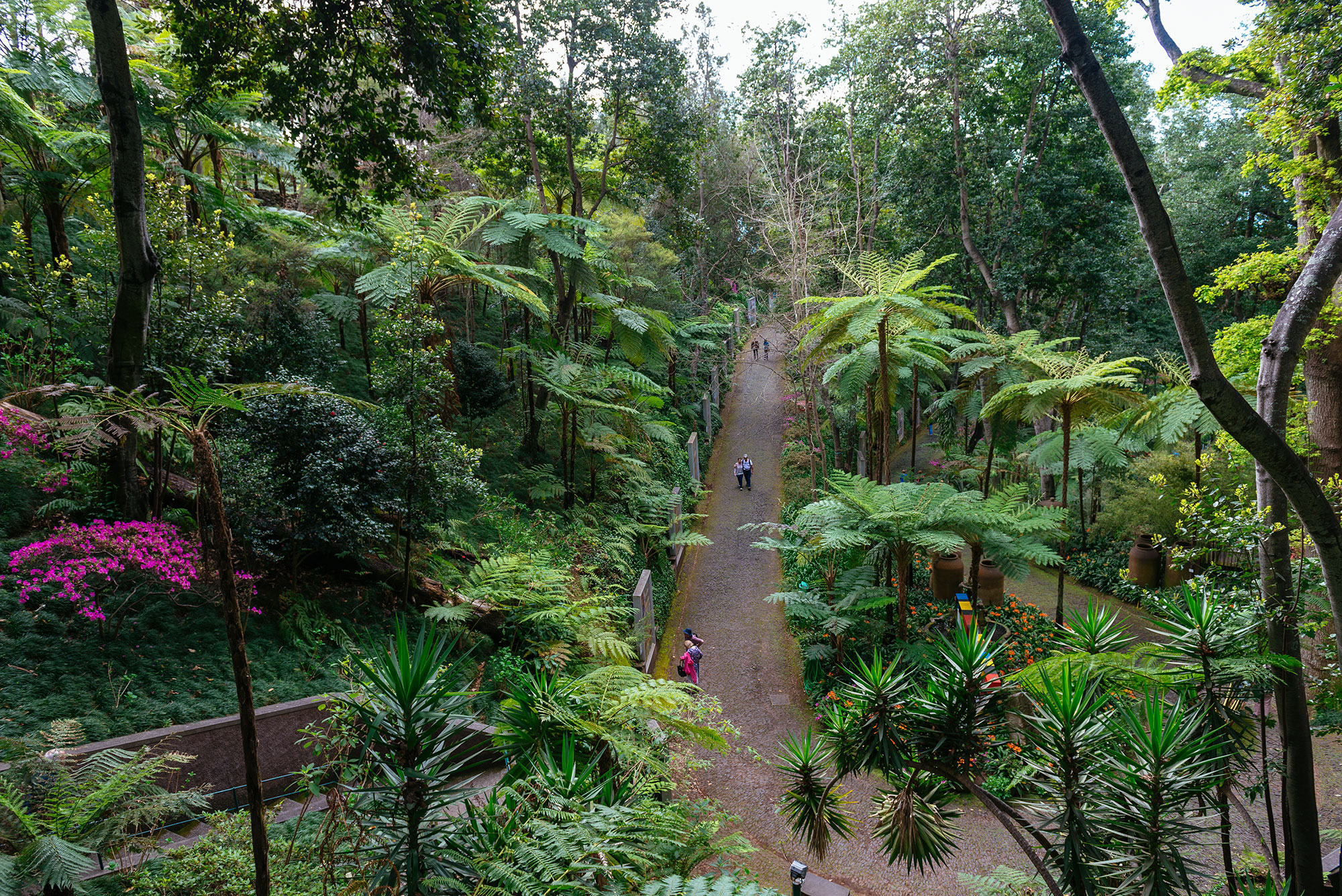 Vista de Jardim Tropical de Monte Palace