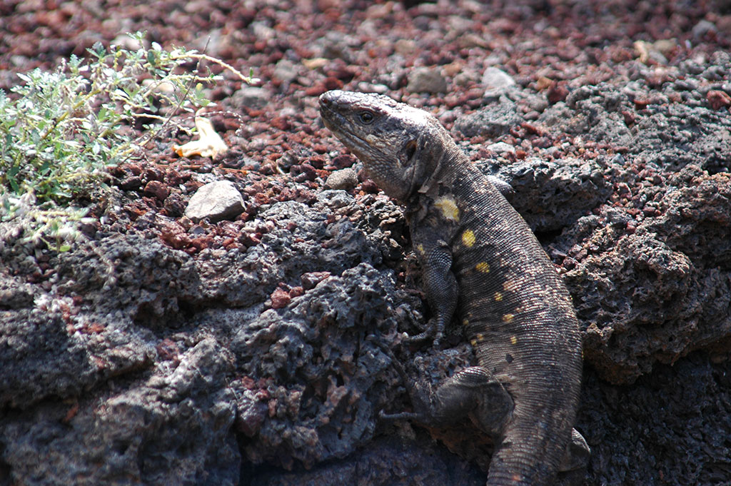 Lagarto de El Hierro