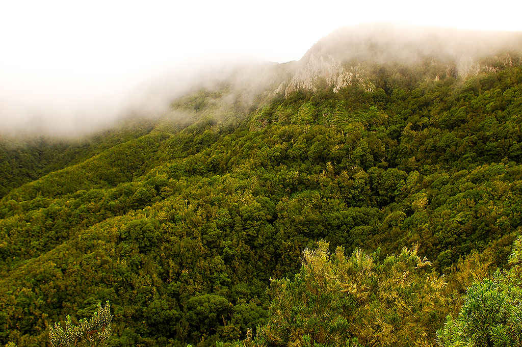 Laurisilva en la gomera