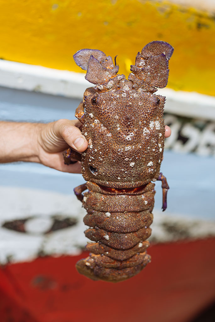 langosta en Sao Vicente