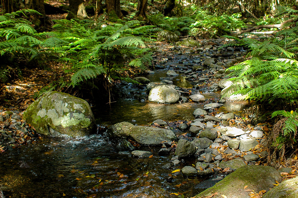 Riachuelo de El Cedro Garajonay