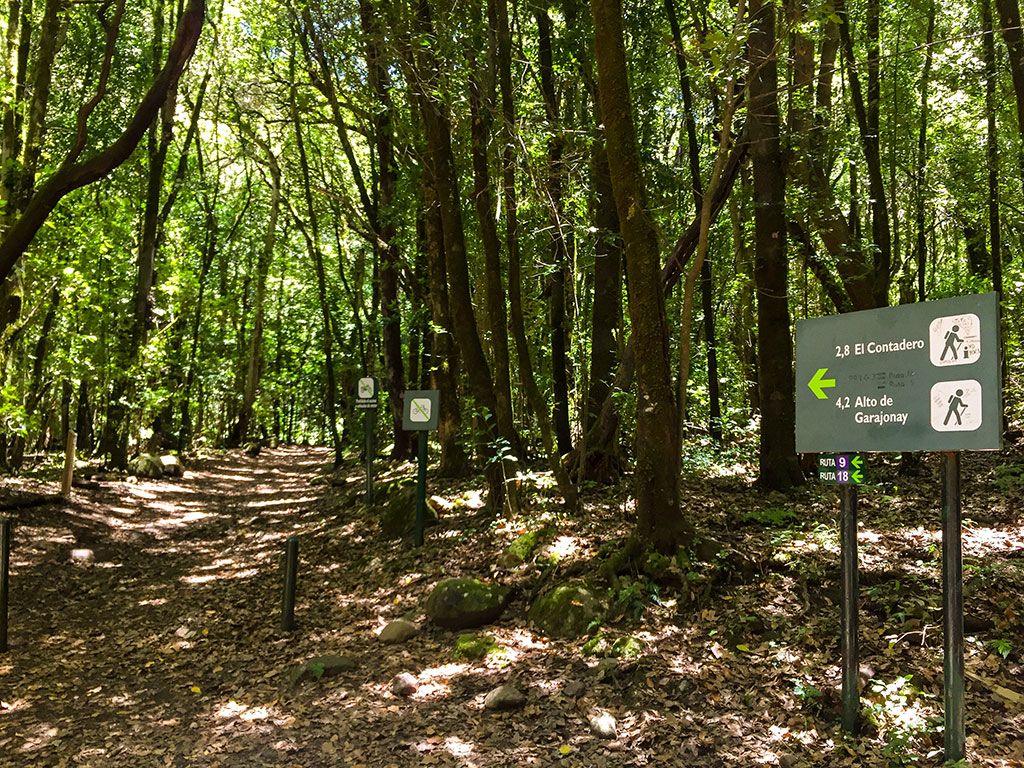 Sendero de El Cedro Garajonay