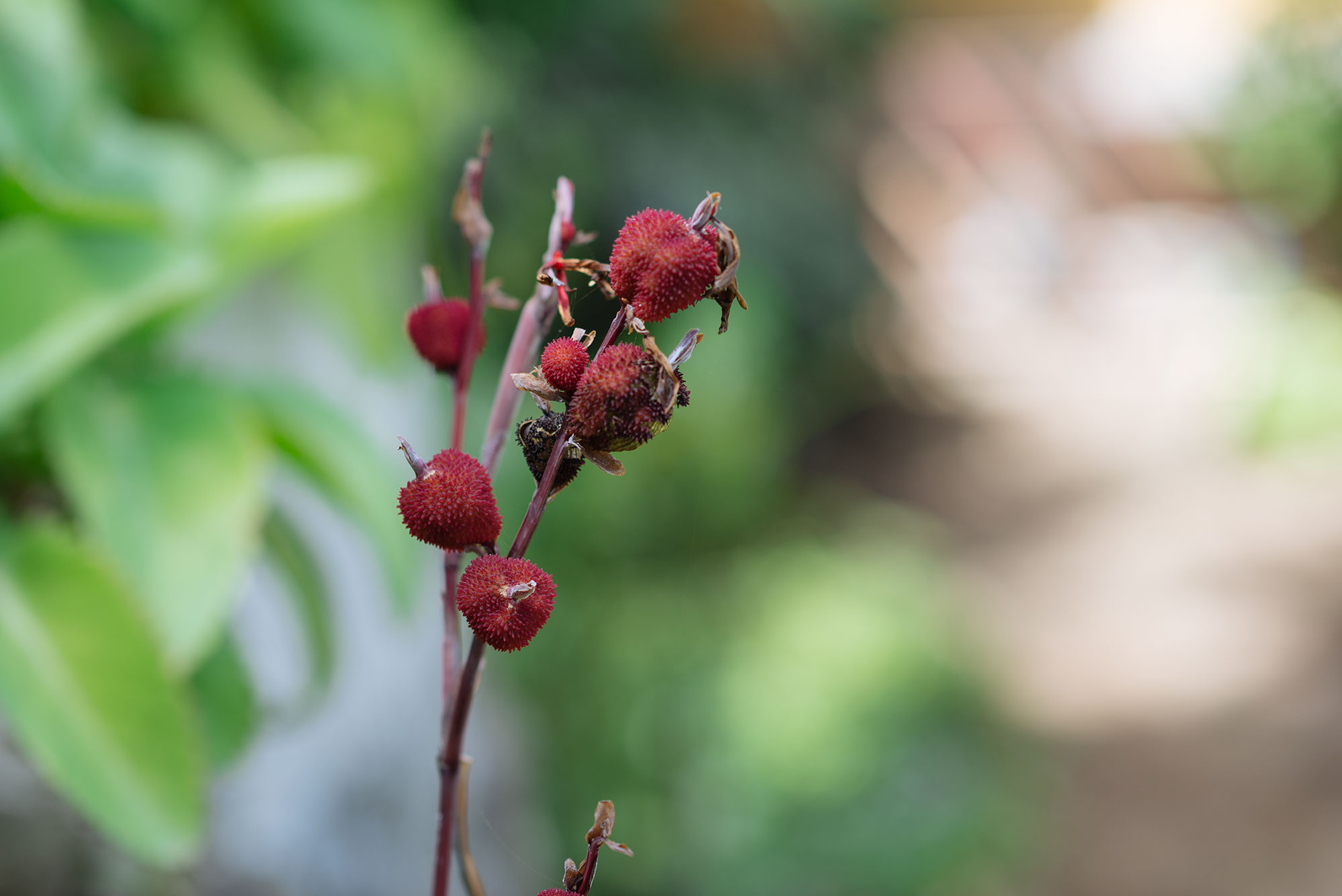 Detalle fruto