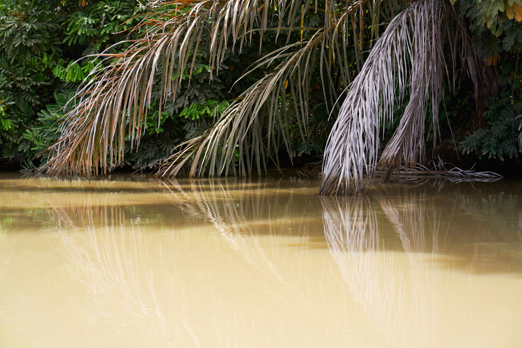 Orilla rio Gambia