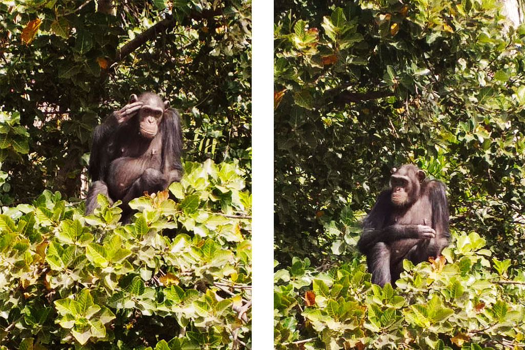  chimpancés reserva Baboon Islands