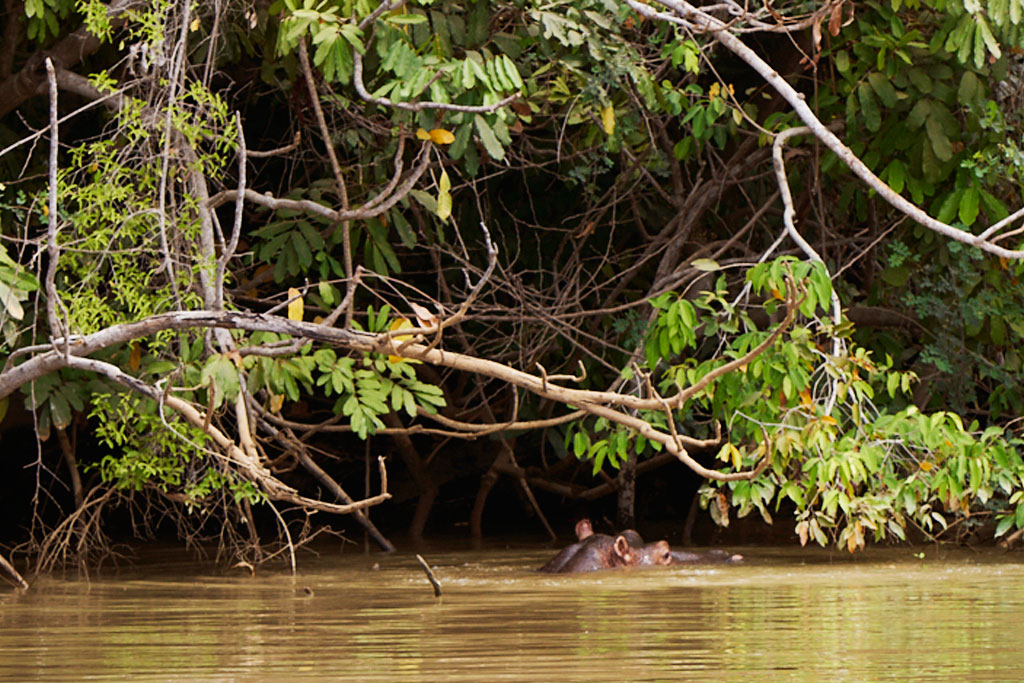 Rinocerontes Rio Gambia