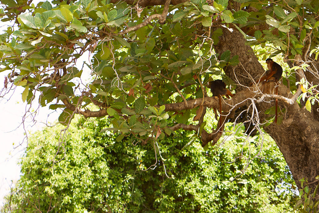 Colonos rojos en manglar en Gambia