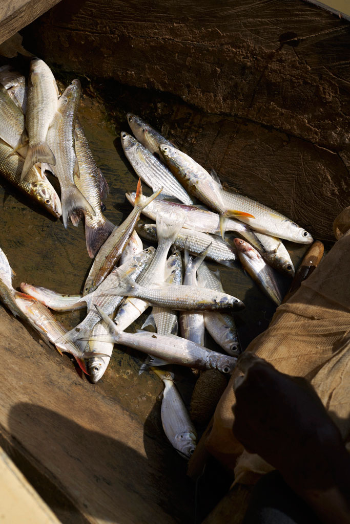 pescado africano