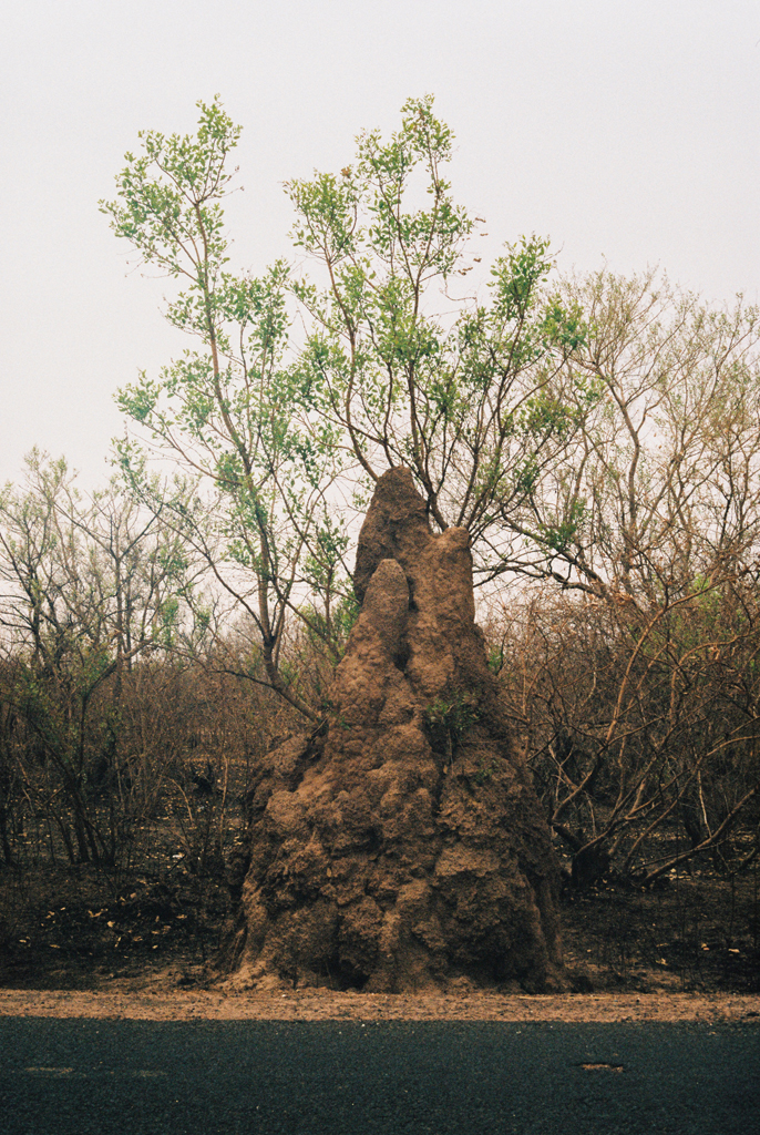 Aventura en Casamance, termitero