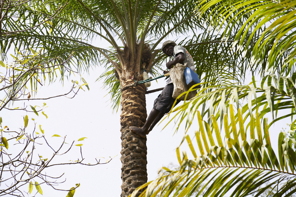 Hombre cogiendo vino de palma en casamance