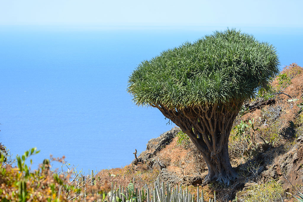 Drago en Garafía en La Palma