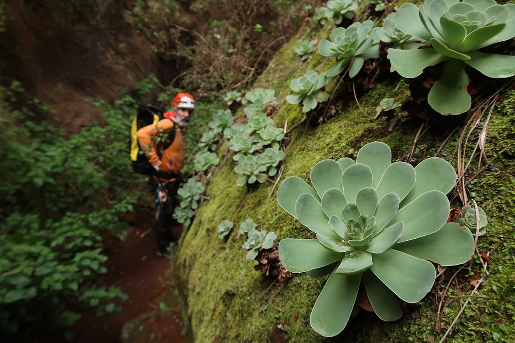 Verodes en Barranco de Los Arcos