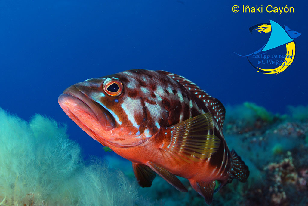 Cabrilla buceo en El Hierro